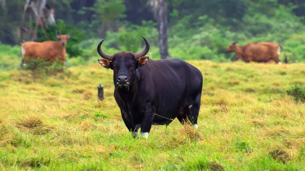 Banteng (Bos javanicus)