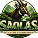 La reproduction des Saolas