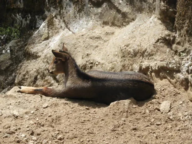 Goral de Himalaya dans le forêt