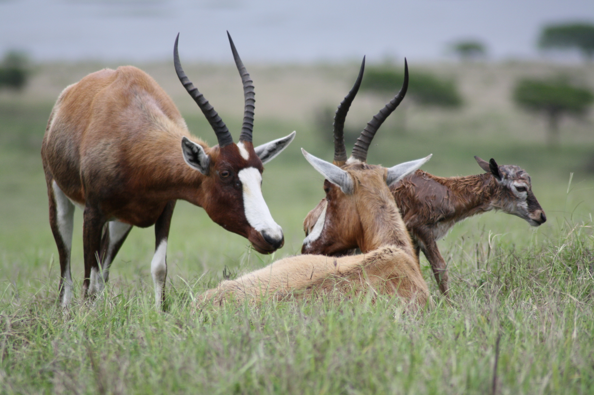 Bovidés : l’incroyable arbre généalogique qui cache le Saola
