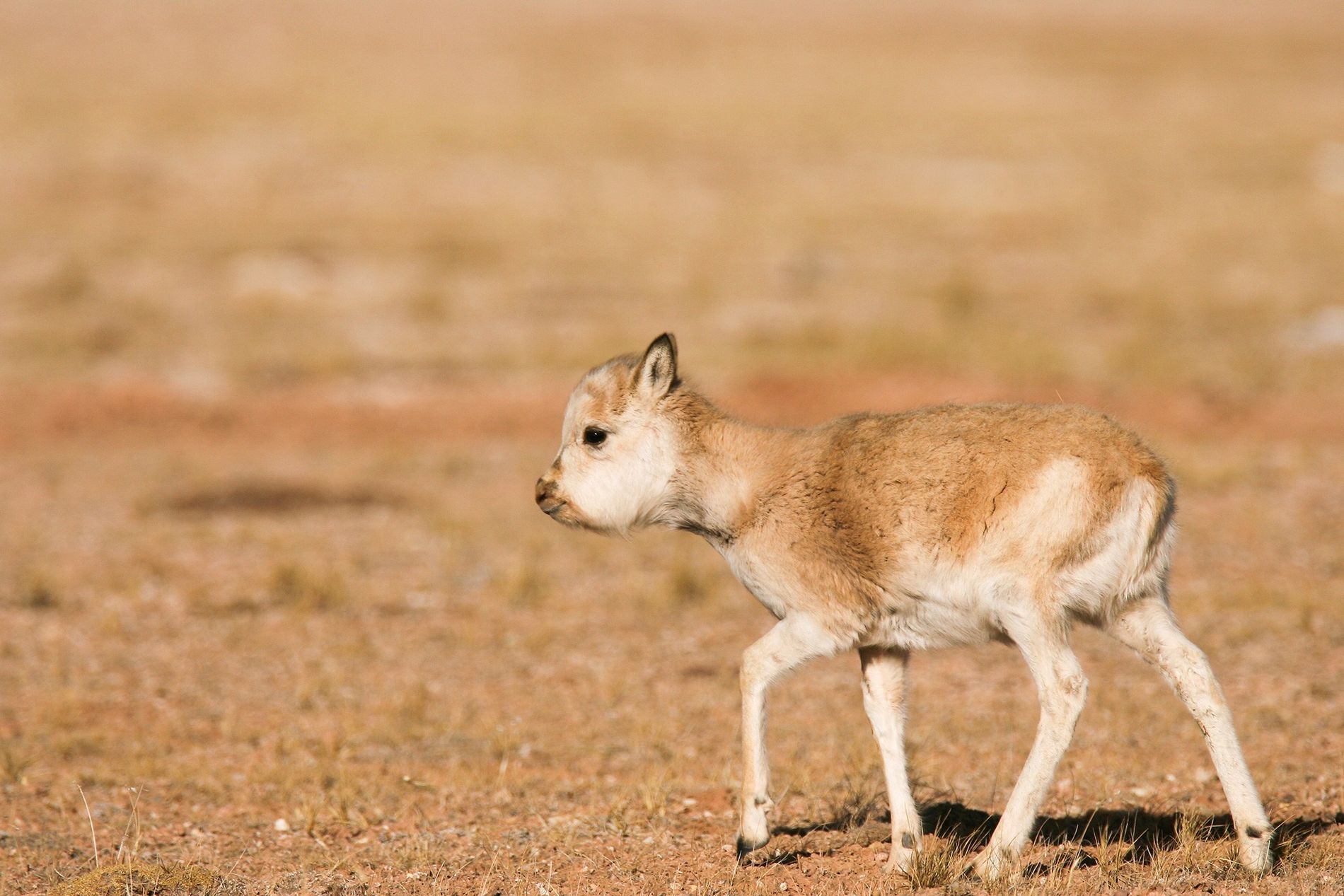 Comprendre le Cycle de Vie de l’Antilope Asiatique la Plus Rare