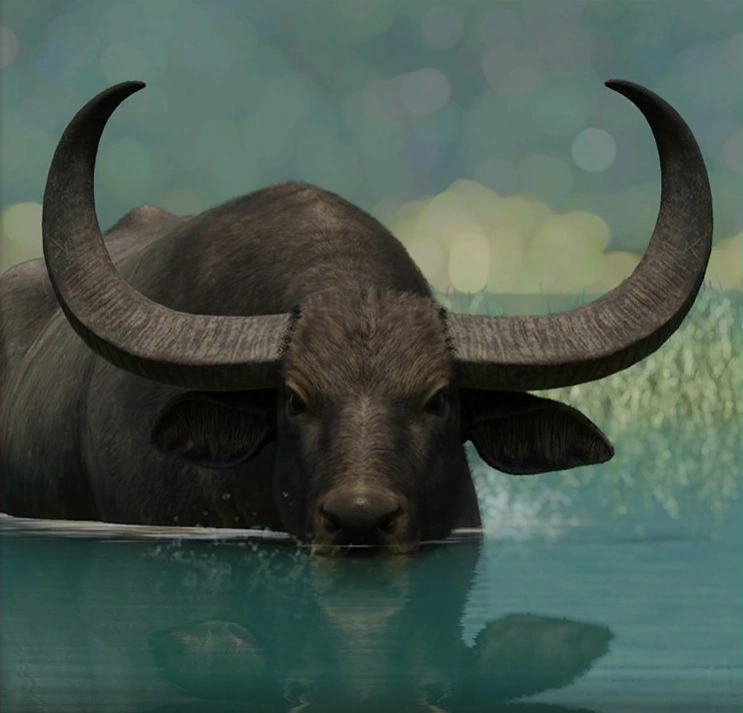 Mystères des montagnes et comparaisons avec le buffle d’eau