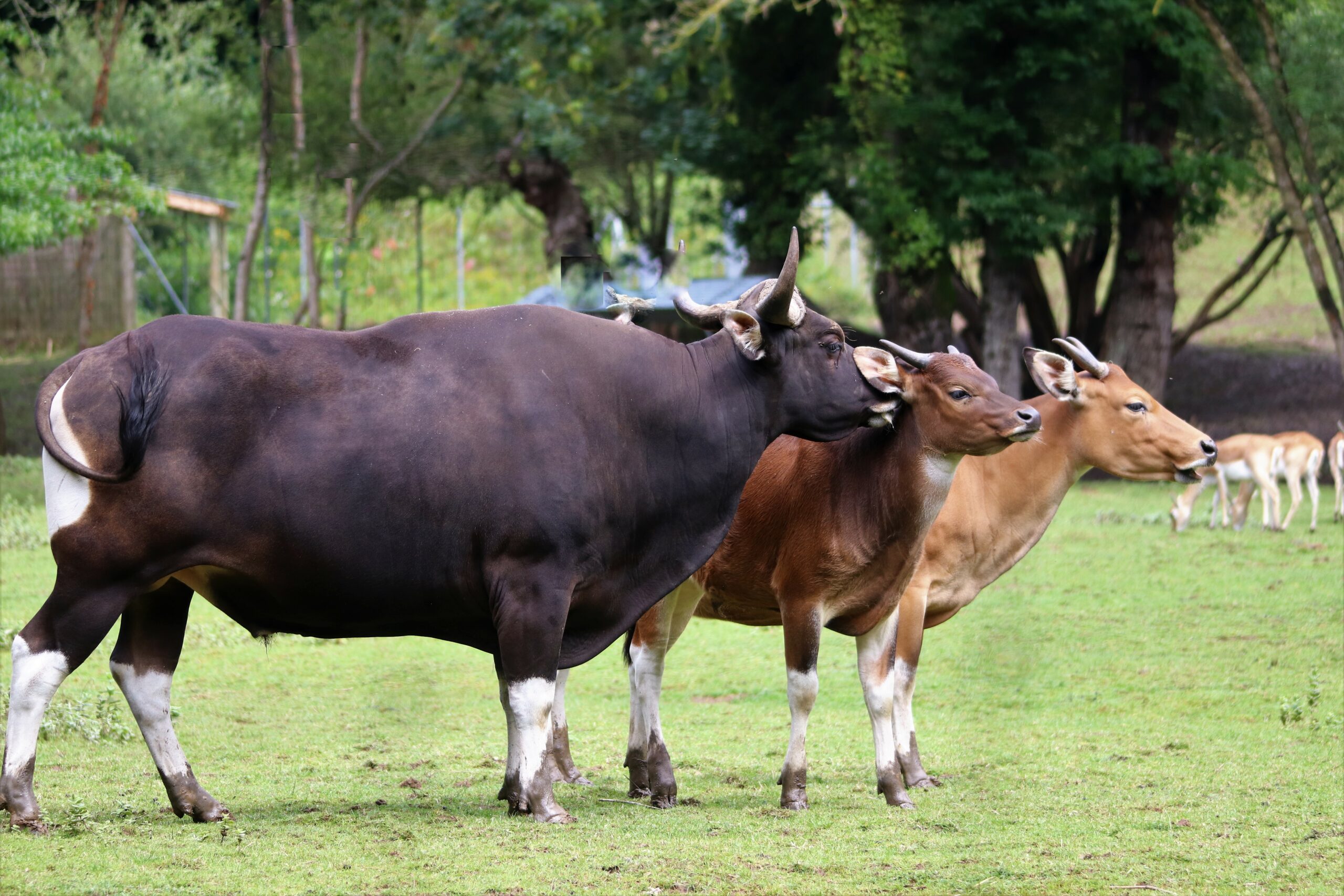 La Reproduction du Banteng : Entre Parade et Survie